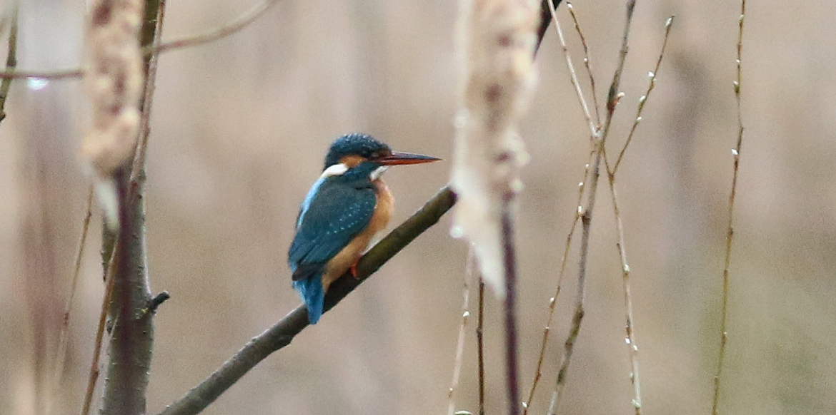 Common Kingfisher